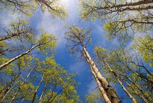 The Art of Surrender