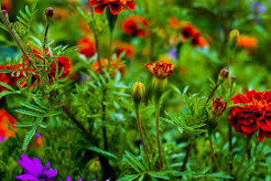 Expressive Relationships